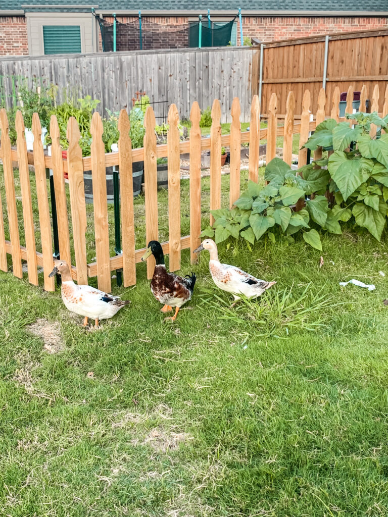 5 reasons to homestead with ducks