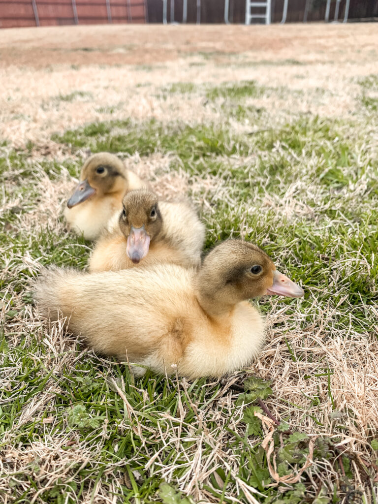 5 reasons to homestead with ducks