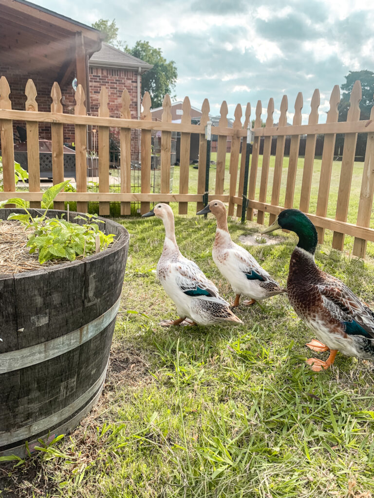 5 reasons to homestead with ducks