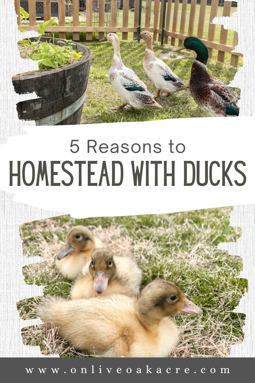 5 Reasons to homestead with ducks